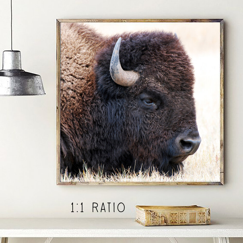 Detail Bison Download Nomer 14