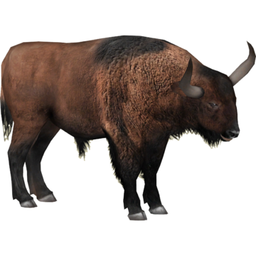 Detail Bison Download Nomer 15