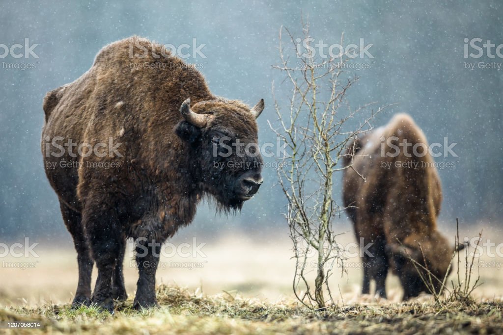 Detail Bison Download Nomer 16