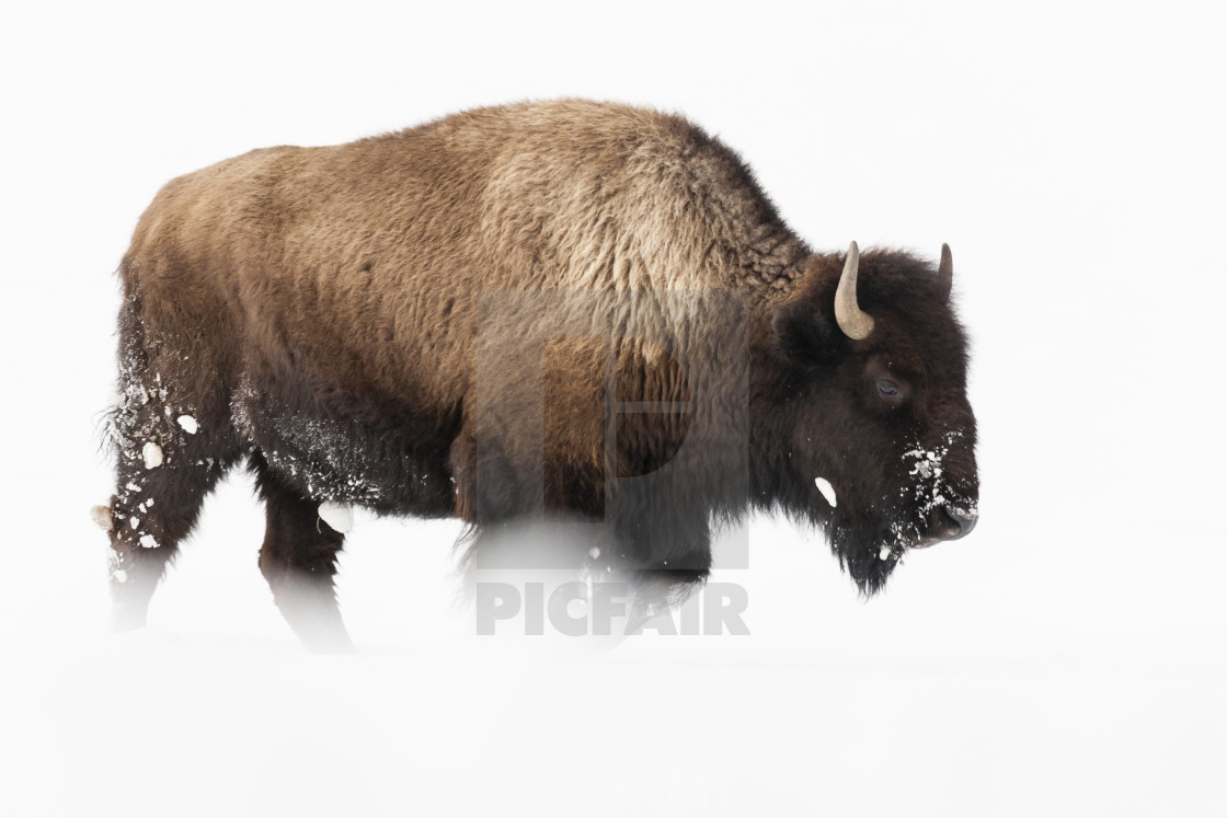 Detail Bison Download Nomer 18