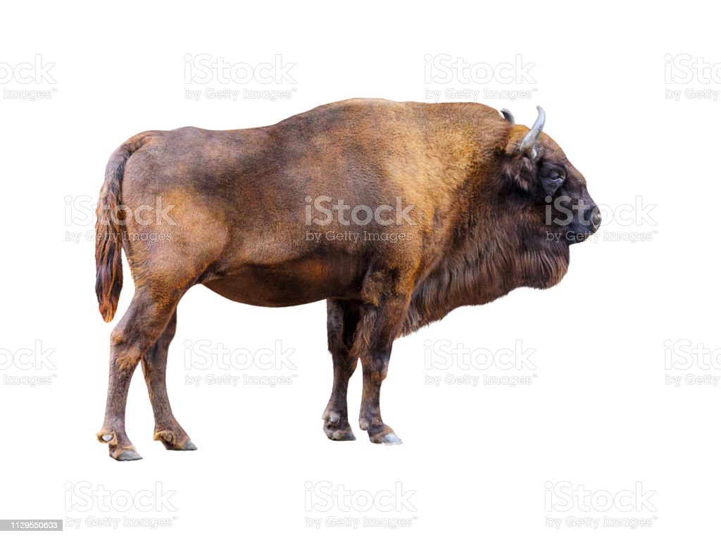 Detail Bison Download Nomer 19