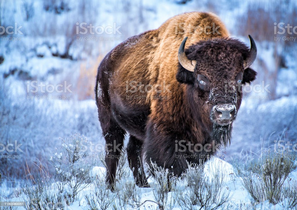 Detail Bison Download Nomer 23