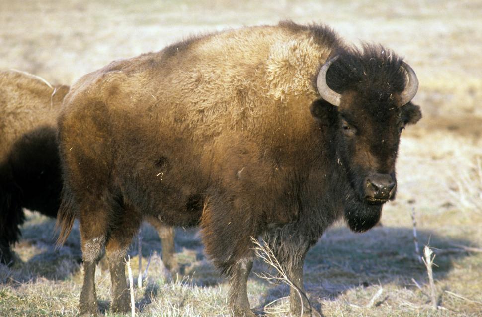 Detail Bison Download Nomer 24