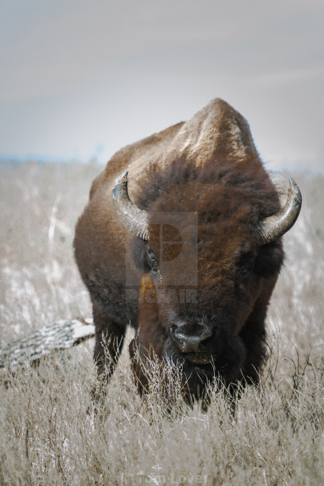 Detail Bison Download Nomer 25