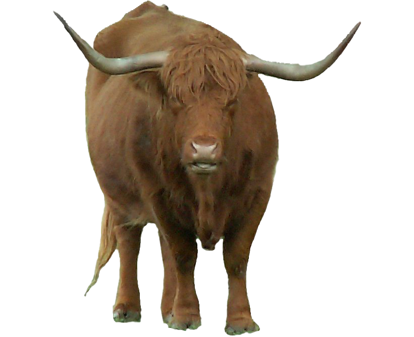 Detail Bison Download Nomer 27