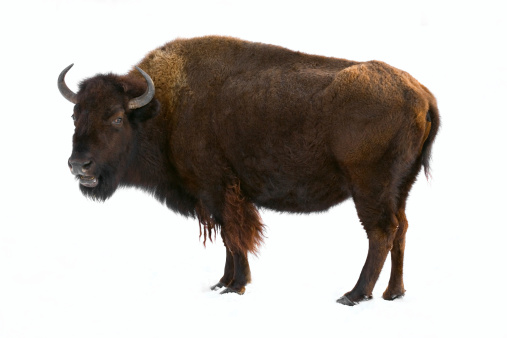 Detail Bison Download Nomer 4