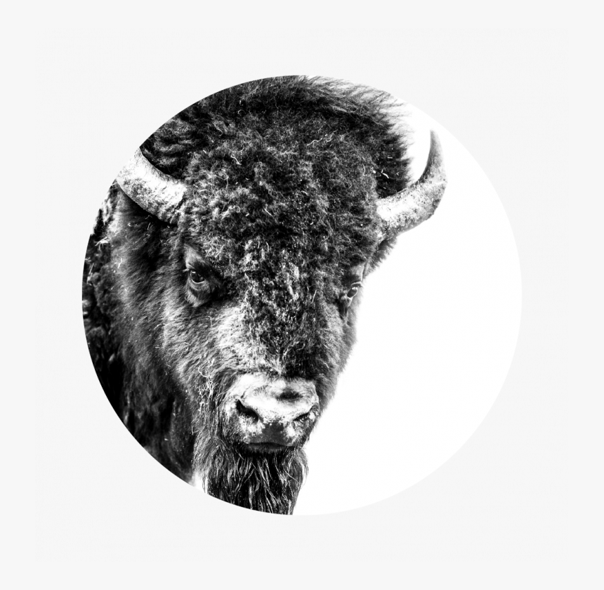 Detail Bison Download Nomer 29