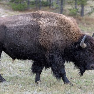 Detail Bison Download Nomer 33