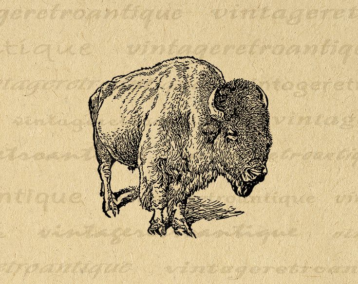 Detail Bison Download Nomer 37