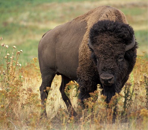 Detail Bison Download Nomer 5