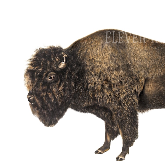 Detail Bison Download Nomer 38