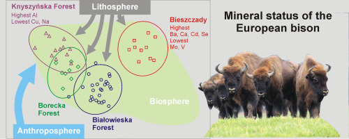 Detail Bison Download Nomer 39