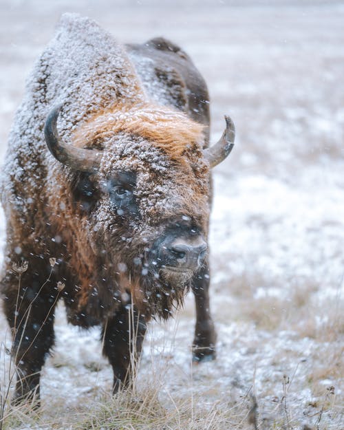Detail Bison Download Nomer 41
