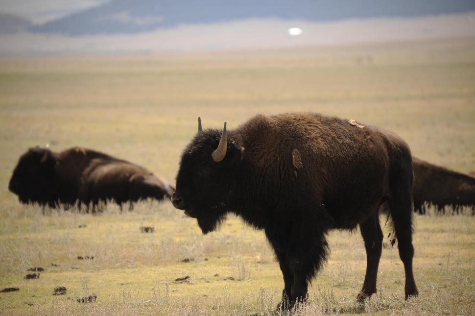 Detail Bison Download Nomer 48