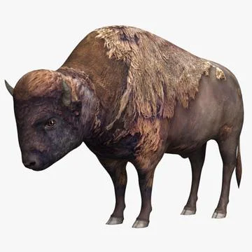 Detail Bison Download Nomer 52