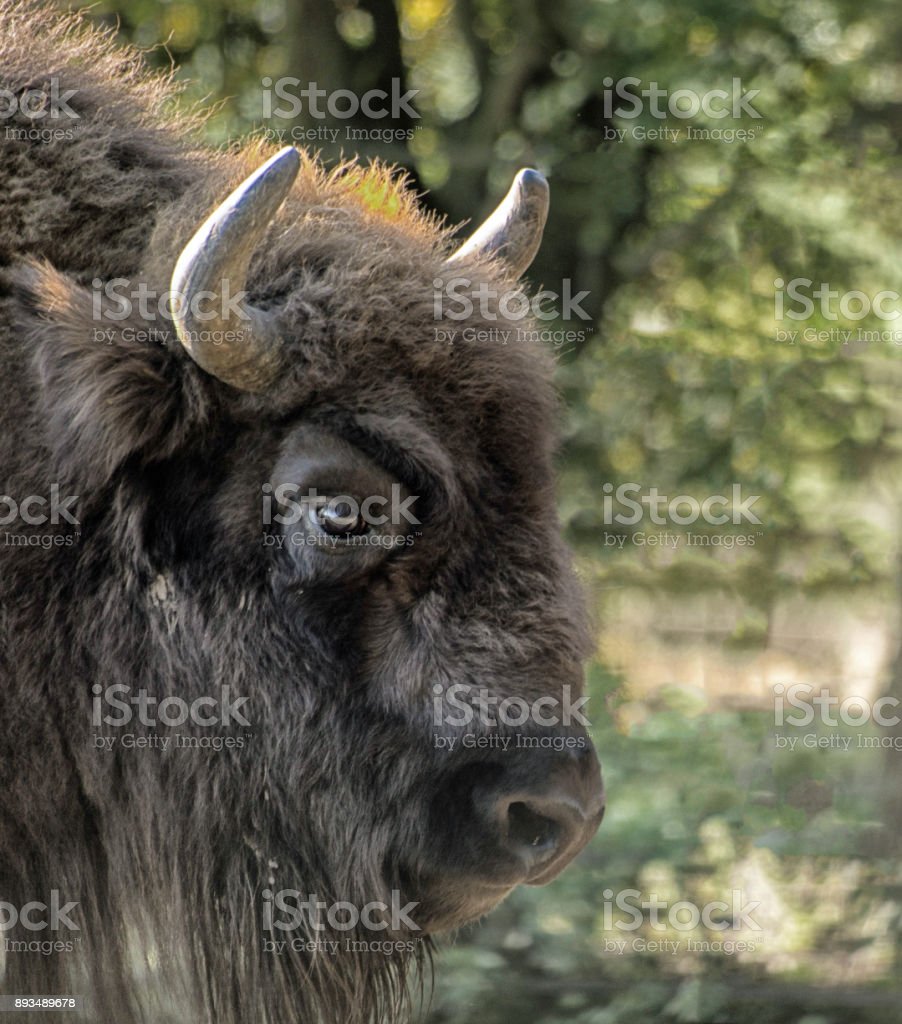 Detail Bison Download Nomer 54