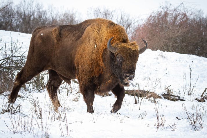 Detail Bison Download Nomer 55