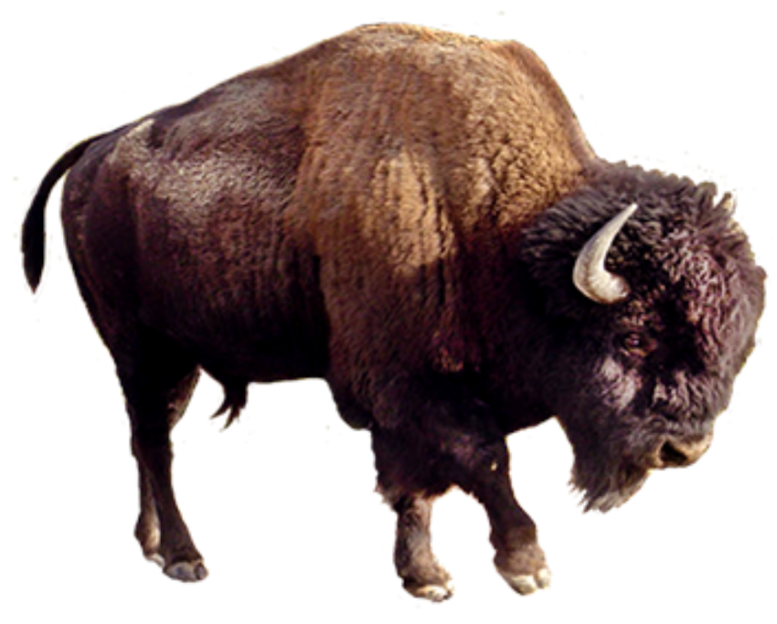 Detail Bison Download Nomer 7