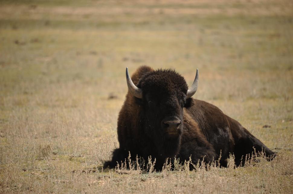 Detail Bison Download Nomer 8
