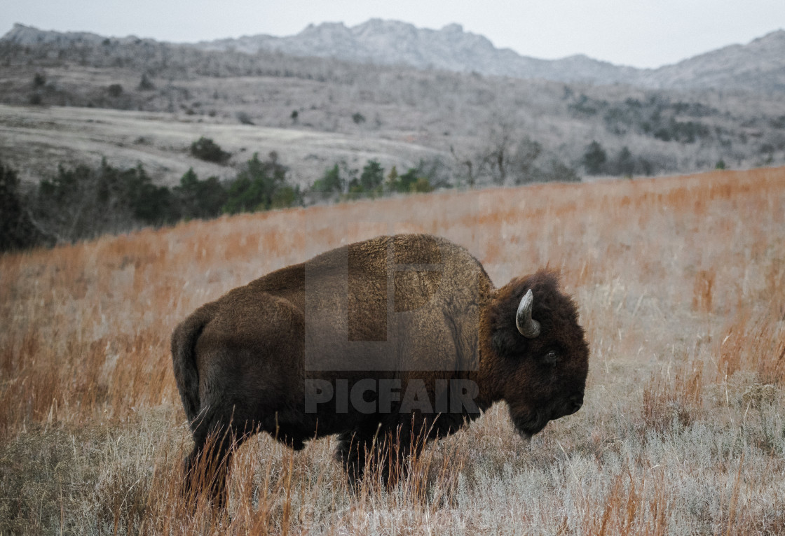 Detail Bison Download Nomer 9