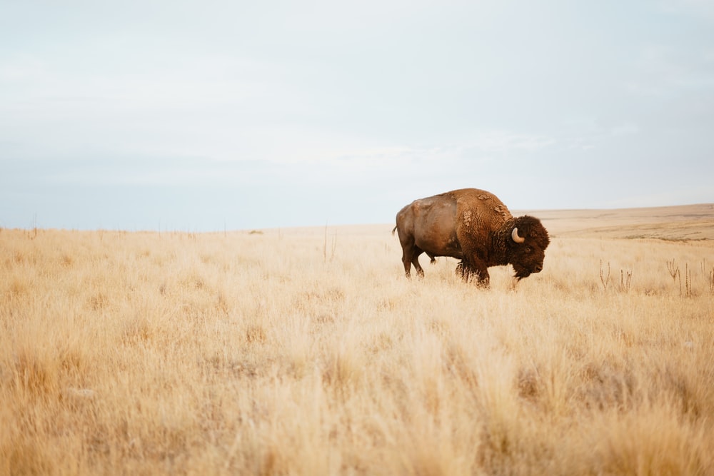Detail Bison Download Nomer 10