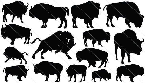Detail Bison Silhouette Vector Nomer 48
