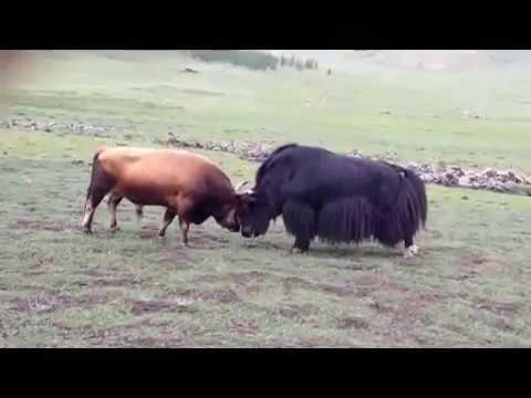 Detail Bison Vs Banteng Nomer 2