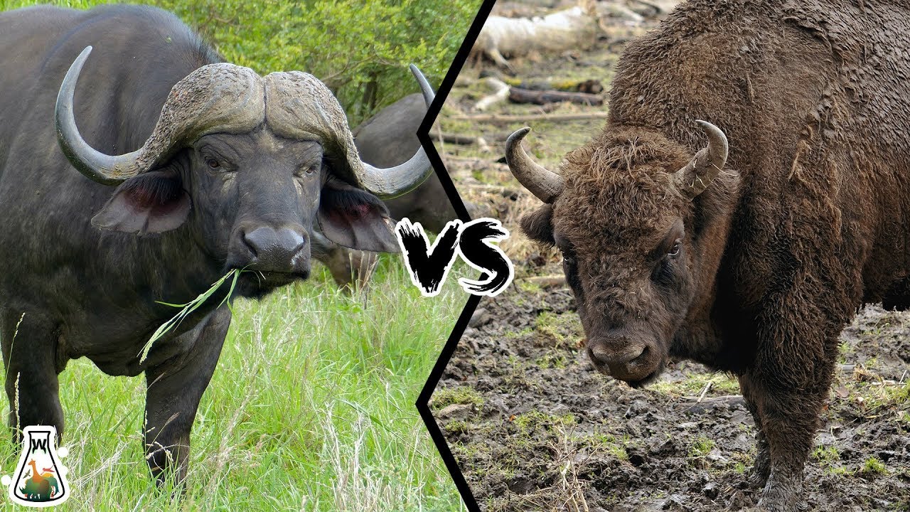 Detail Bison Vs Banteng Nomer 11
