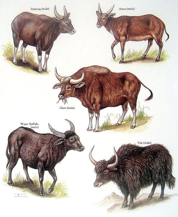 Detail Bison Vs Banteng Nomer 12