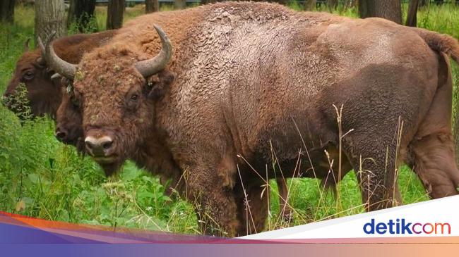 Detail Bison Vs Banteng Nomer 13