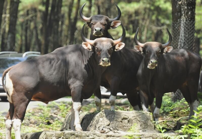 Detail Bison Vs Banteng Nomer 15
