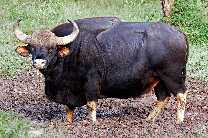 Detail Bison Vs Banteng Nomer 17