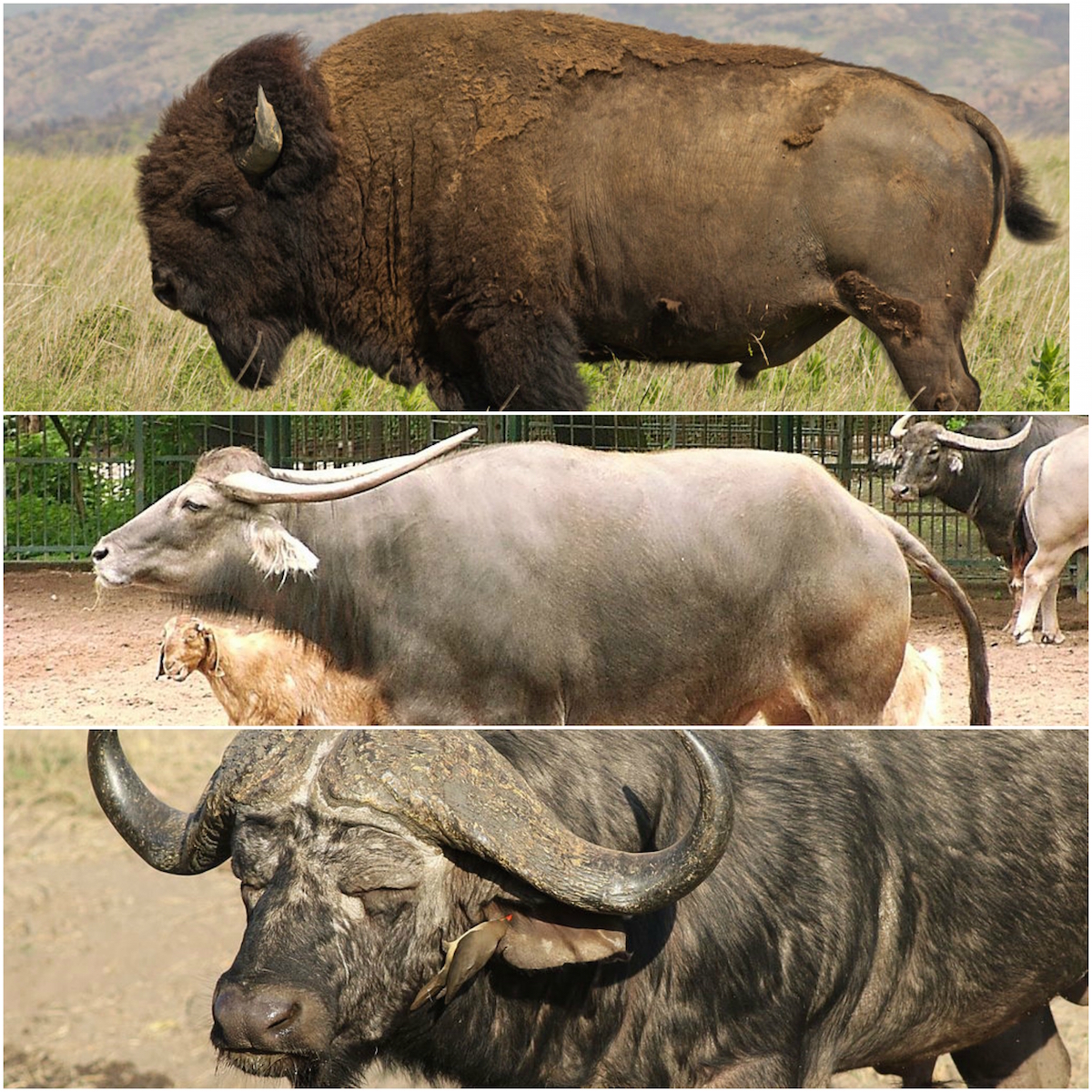 Detail Bison Vs Banteng Nomer 18