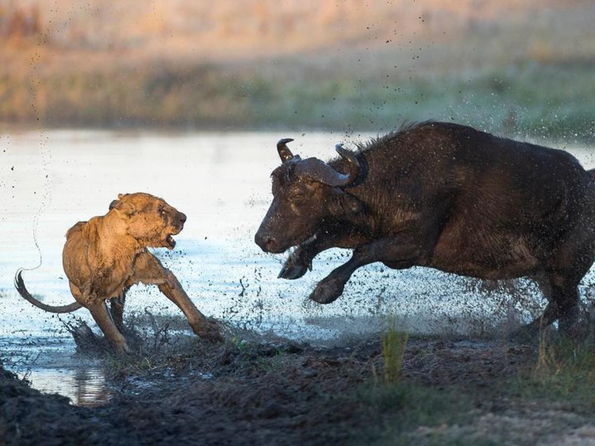 Detail Bison Vs Banteng Nomer 19