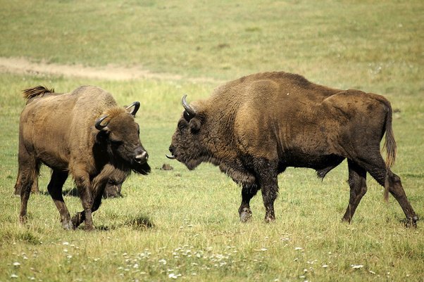 Detail Bison Vs Banteng Nomer 3