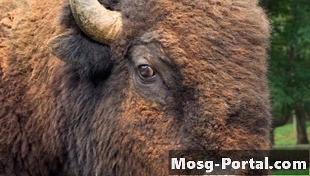 Detail Bison Vs Banteng Nomer 21