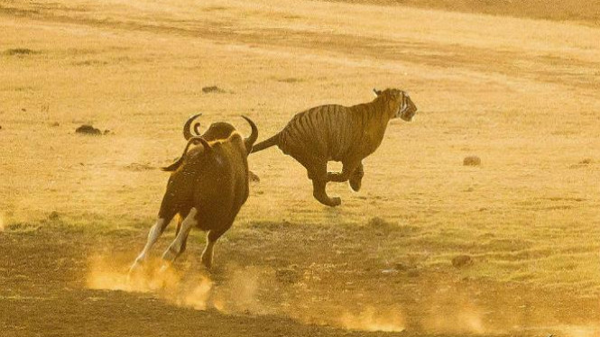 Detail Bison Vs Banteng Nomer 23
