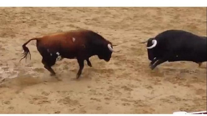 Detail Bison Vs Banteng Nomer 24