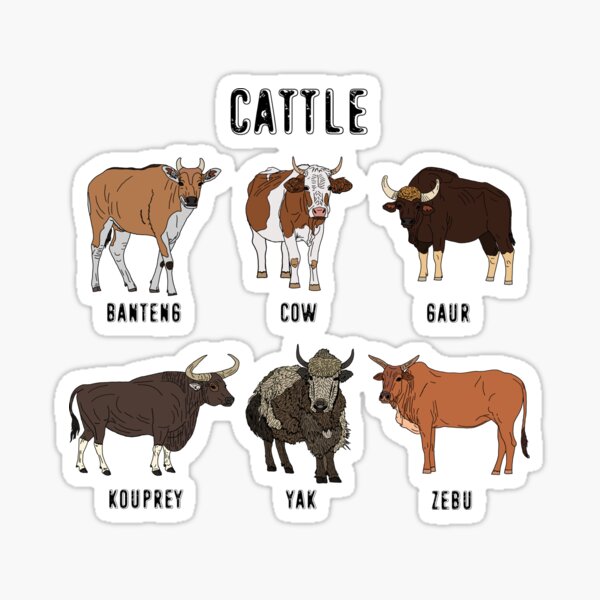 Detail Bison Vs Banteng Nomer 25