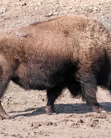 Detail Bison Vs Banteng Nomer 26