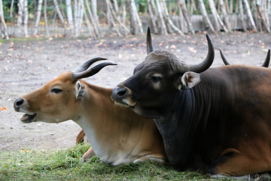 Detail Bison Vs Banteng Nomer 27