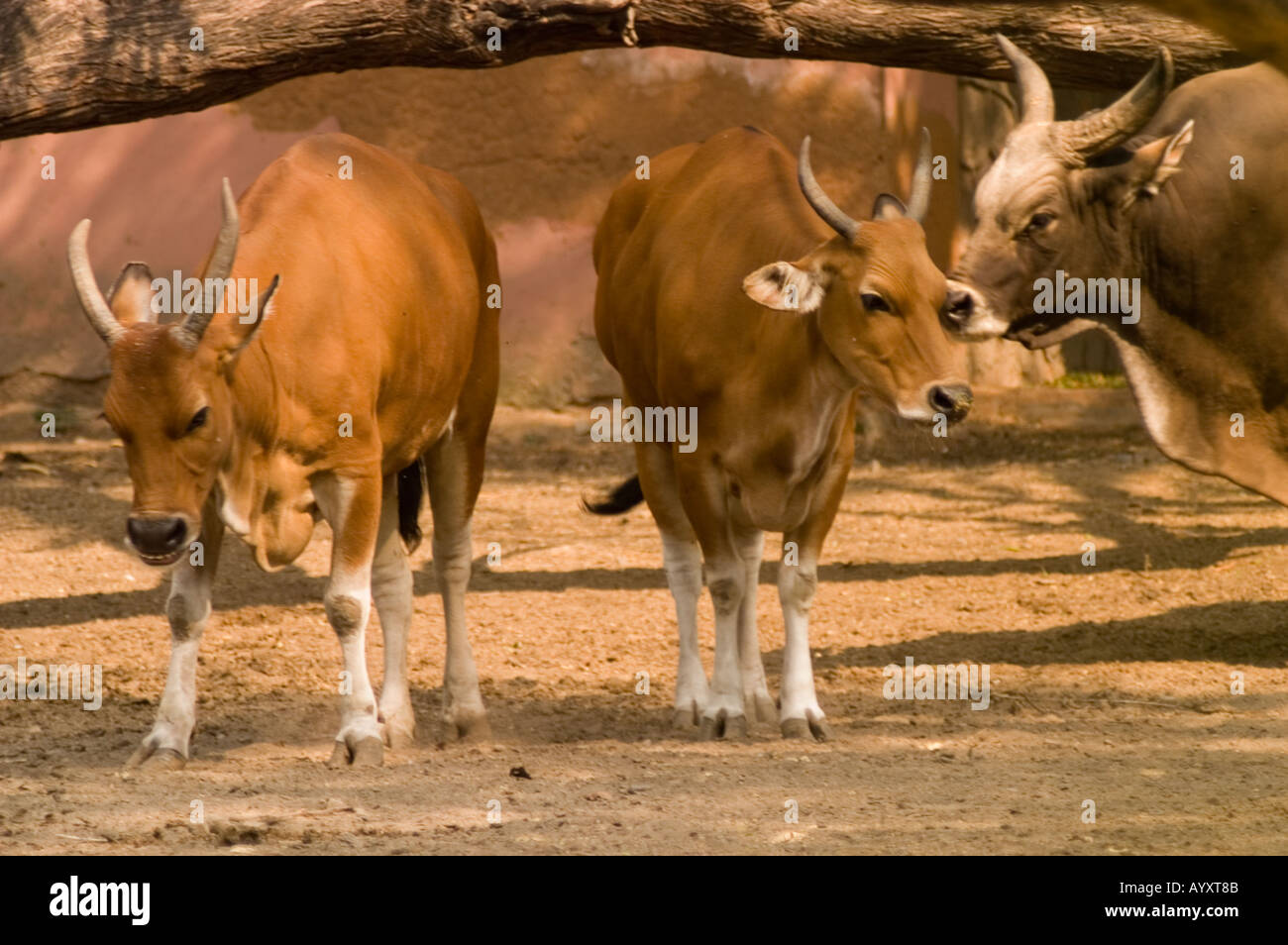 Detail Bison Vs Banteng Nomer 28