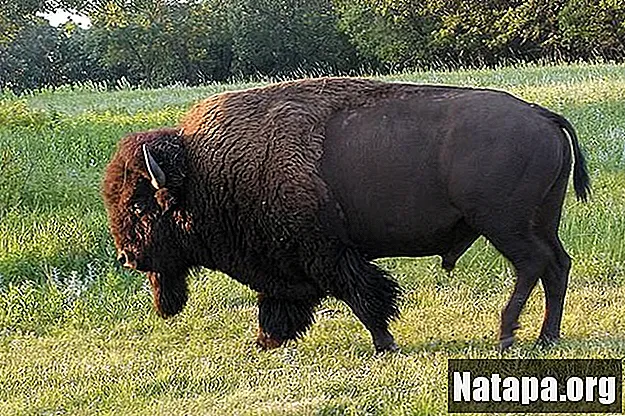 Detail Bison Vs Banteng Nomer 4