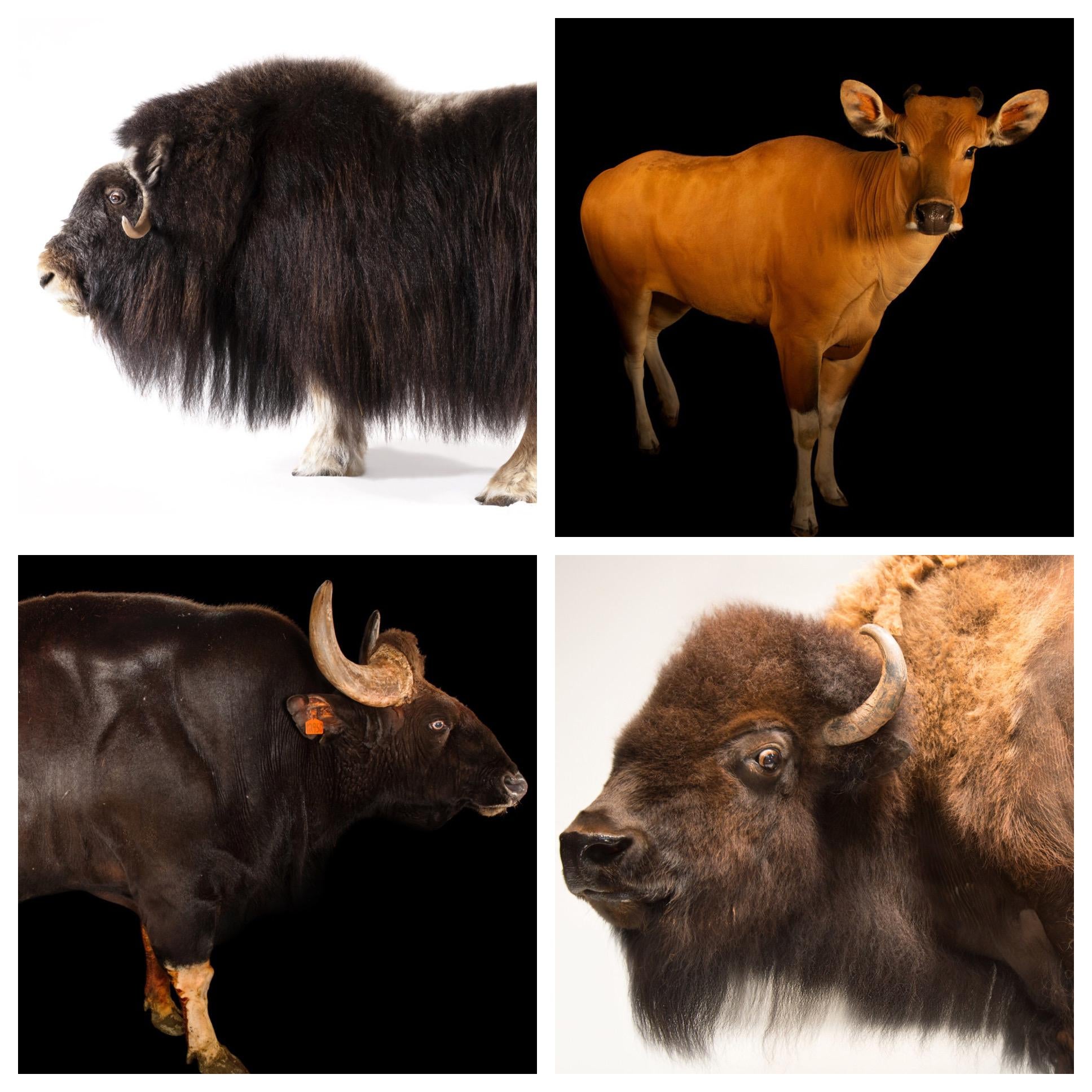 Detail Bison Vs Banteng Nomer 30