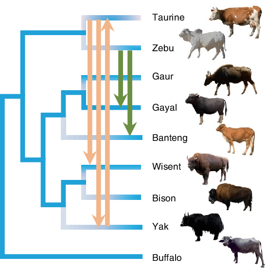 Detail Bison Vs Banteng Nomer 31