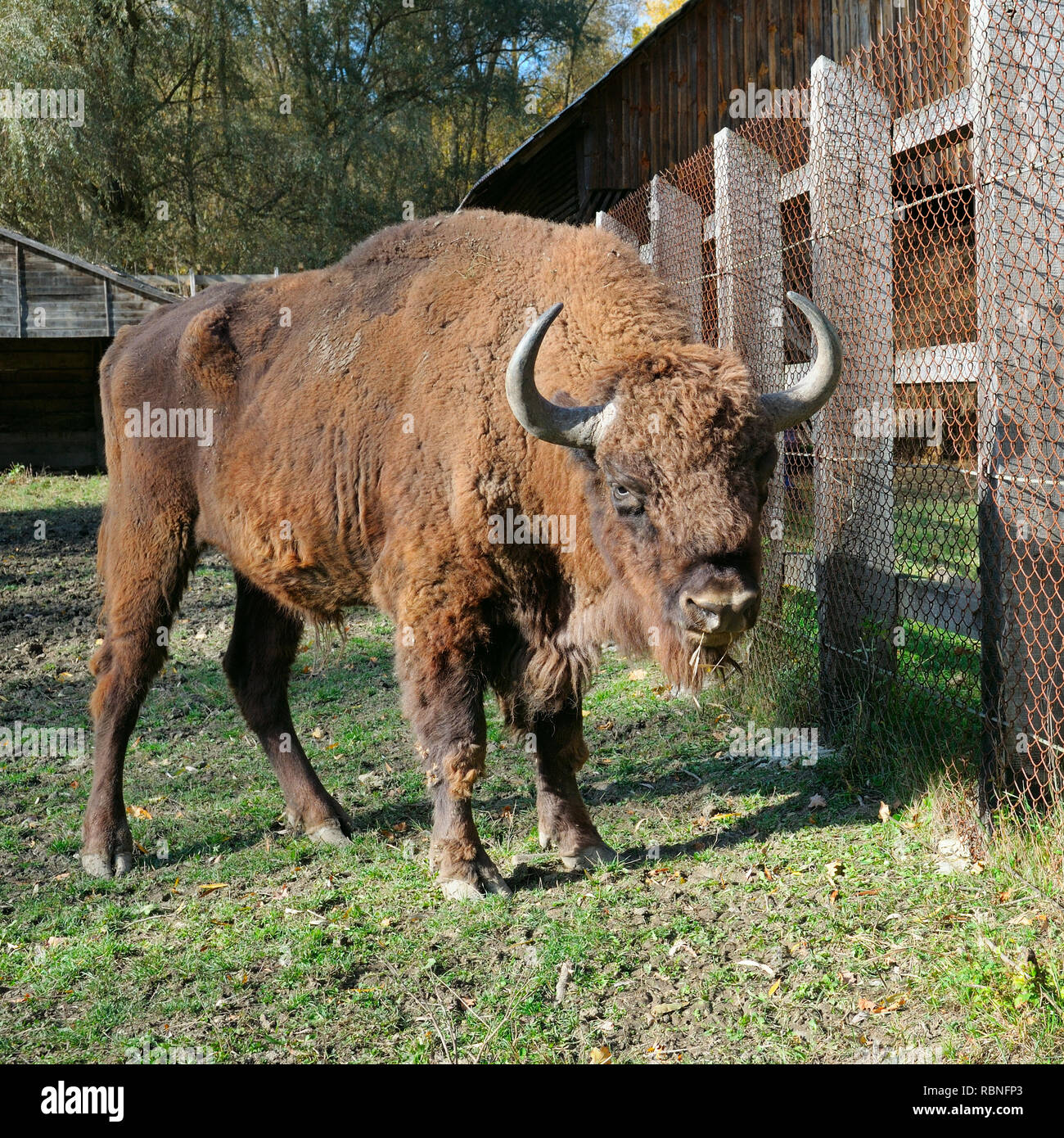 Detail Bison Vs Banteng Nomer 32