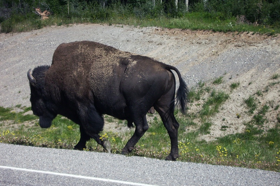 Detail Bison Vs Banteng Nomer 33