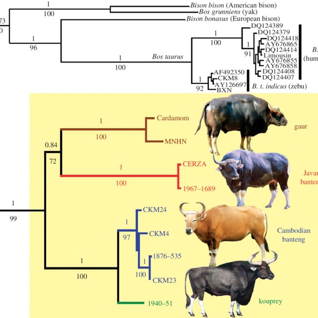 Detail Bison Vs Banteng Nomer 34