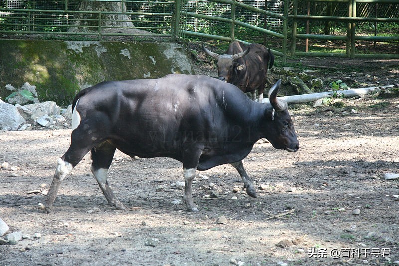 Detail Bison Vs Banteng Nomer 35