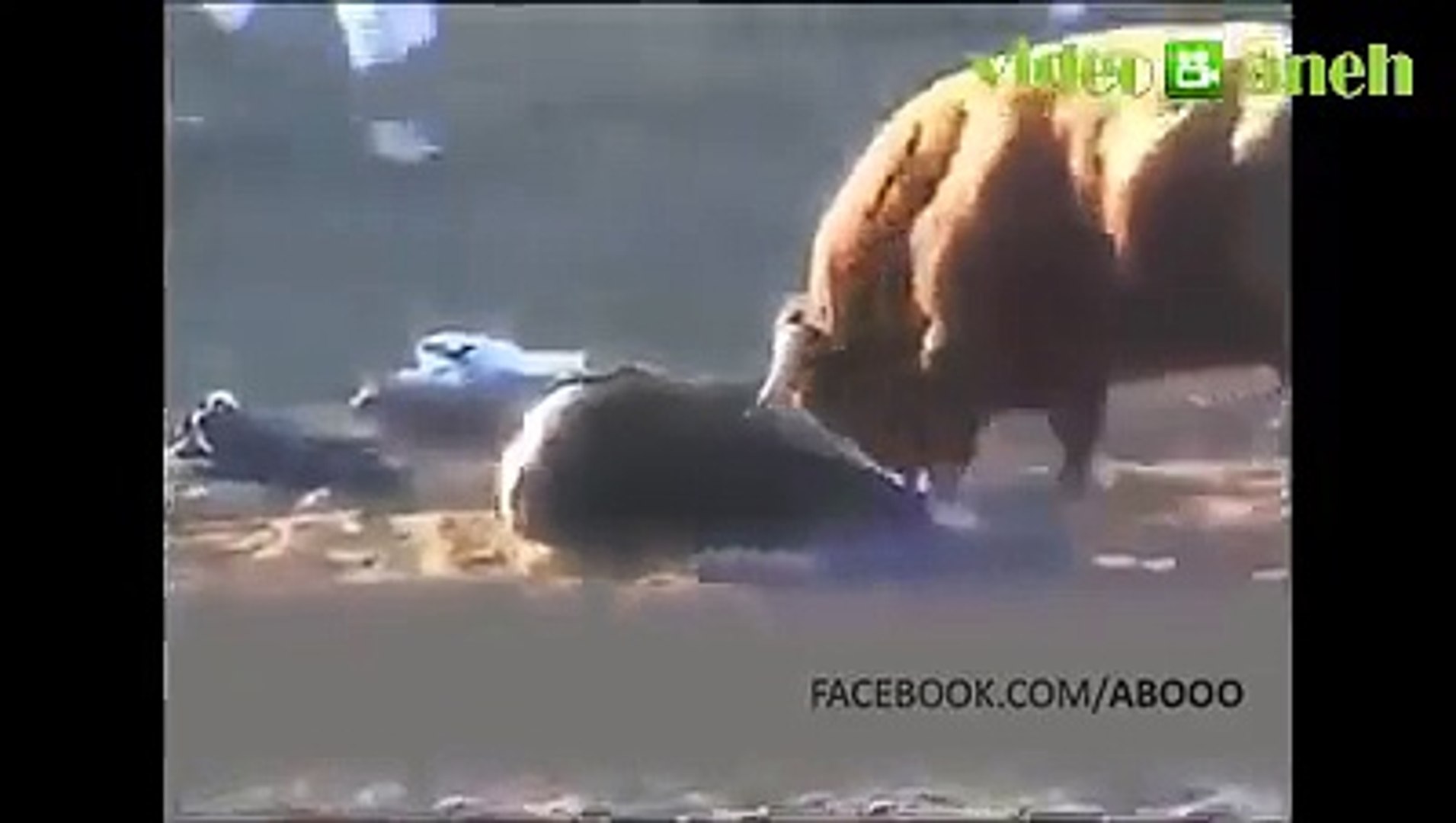Detail Bison Vs Banteng Nomer 36